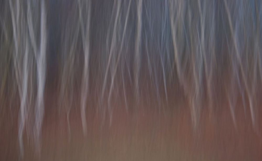 New Forest Ghost Trees 1